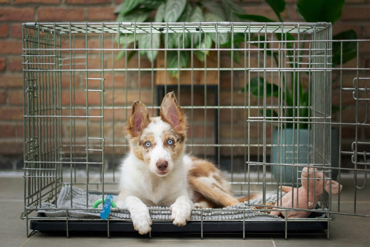 Kennels & Crates