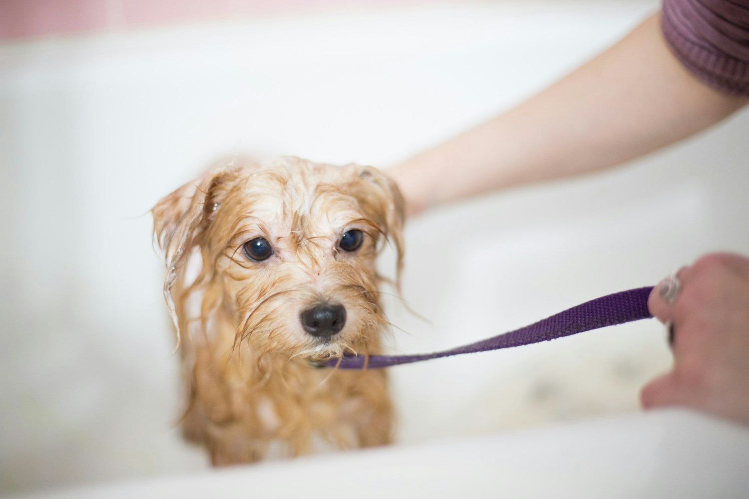 Pet Sanitary Supplies