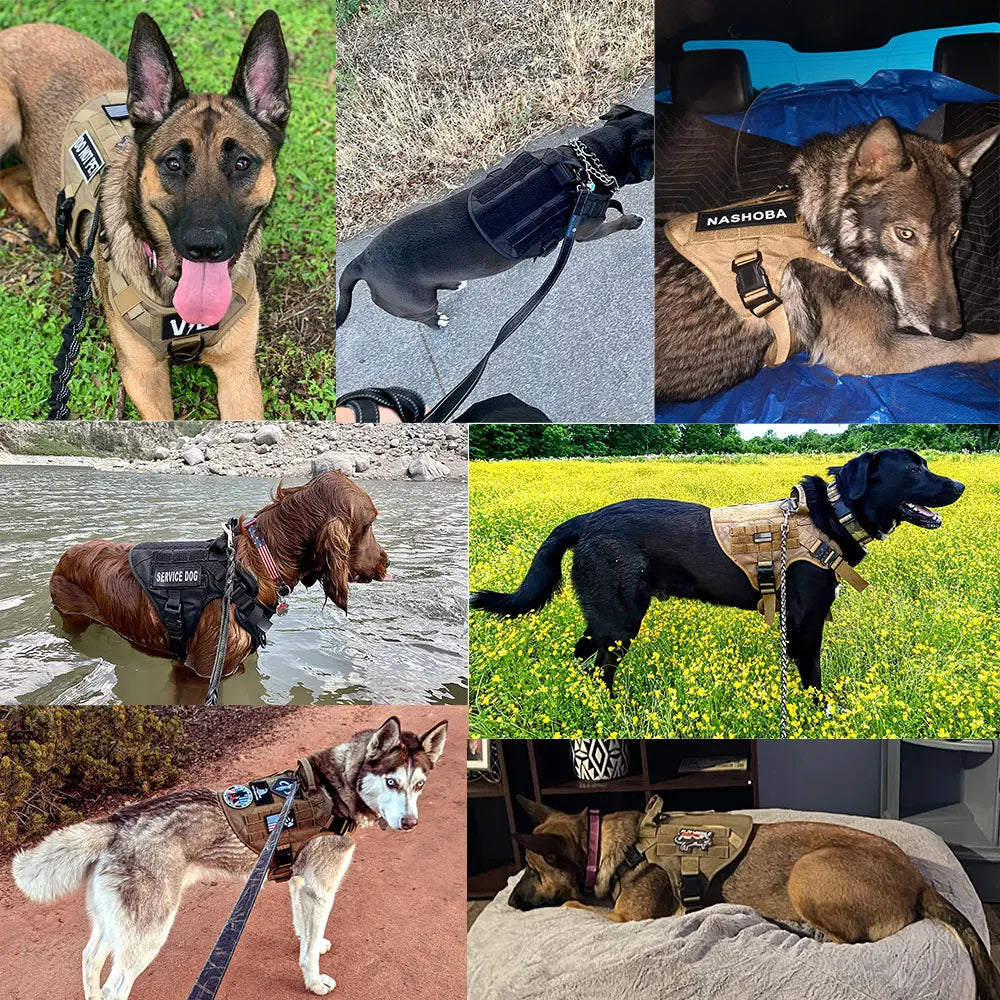 PETRAVEL Large Dog Harness And Leash Set For Training