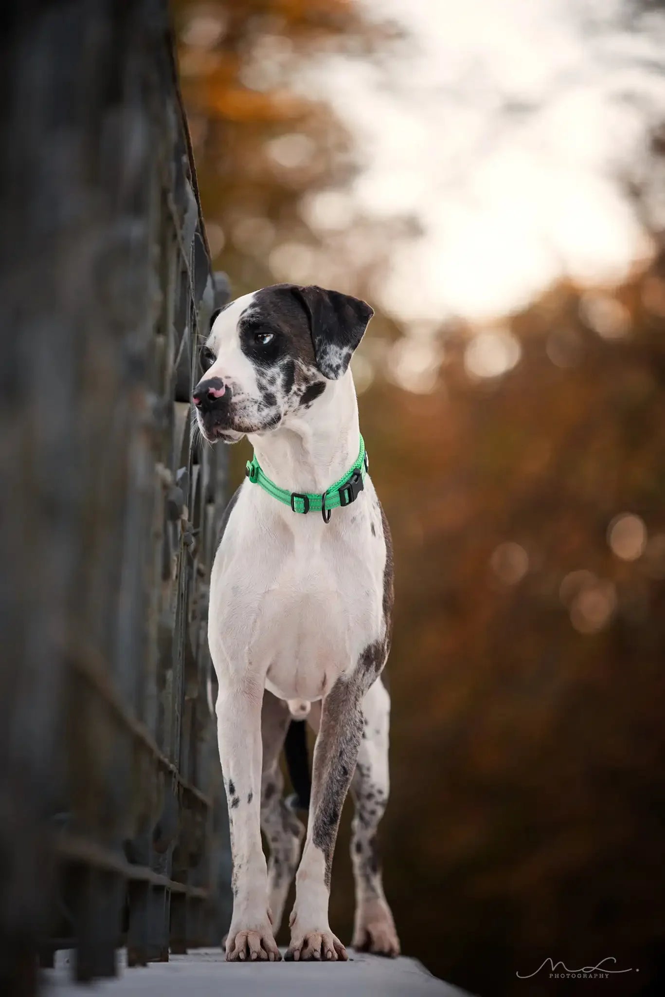 TRUELOVE Adjustable Padded Reflective Nylon Dog Collar